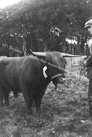 HIGHLAND CATTLE : PRIZEWINNER AT SHOW